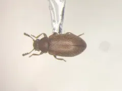 Paratenetus exutus thumbnail 1