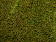 Wood Fingerwort thumbnail 4