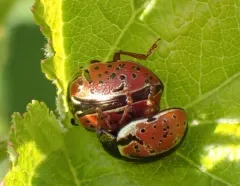 Ninebark Calligrapha Beetle thumbnail 1