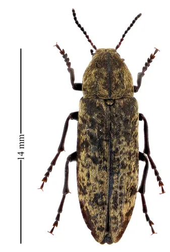 Blackman's False Darkling Beetle