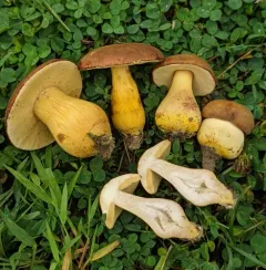 Roxane's bolete thumbnail 3