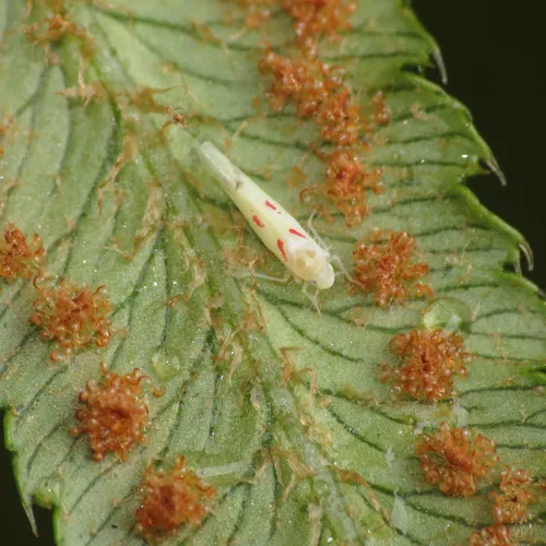 Blackberry Leafhopper