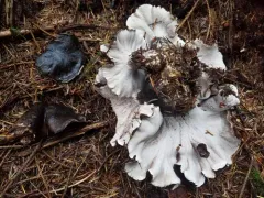 Boletopsis leucomelaena thumbnail 3