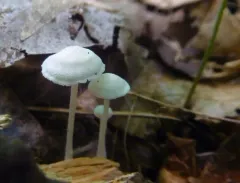 Resinomycena rhododendri thumbnail 2