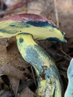 Butyriboletus roseopurpureus thumbnail 2