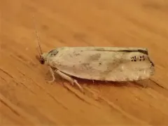 Eucosma infimbriana thumbnail 4