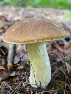 Boletus nobilissimus thumbnail 2