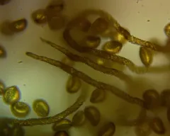 Trichia sordida thumbnail 4