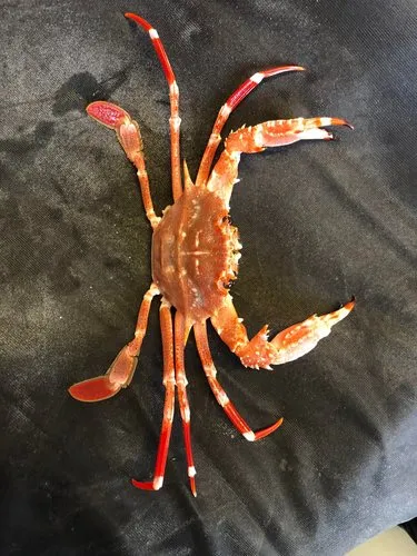 Bathyal Swimming Crab