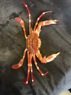 Bathyal Swimming Crab thumbnail 1