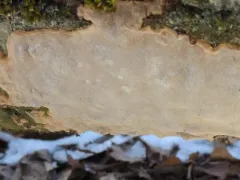 Phellinus betulinus thumbnail 1
