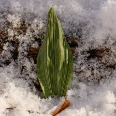 putty root thumbnail 3