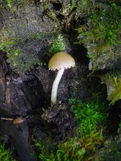 Cystoagaricus hirtosquamulosus thumbnail 3