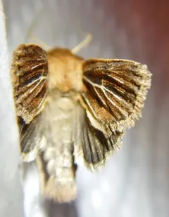 Hypocoena basistriga thumbnail 4