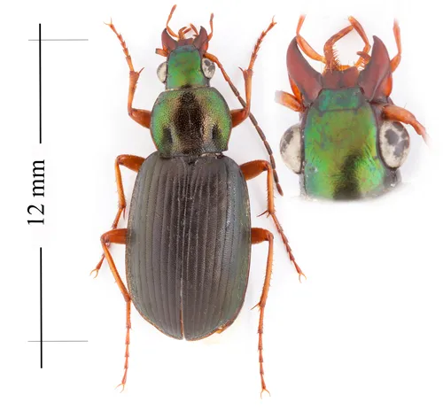 Say's Ground Beetle
