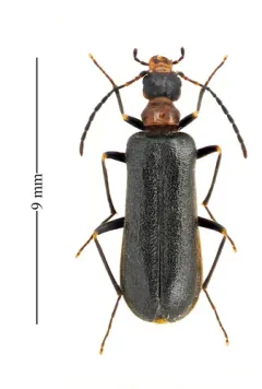 Nematoplus collaris thumbnail 3