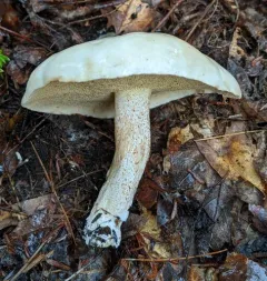 white suillus thumbnail 1