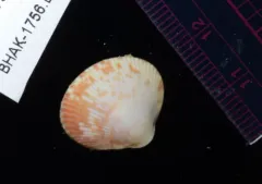 Low-rib Cockle thumbnail 3