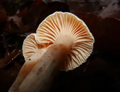 Hygrophorus graveolens thumbnail 4