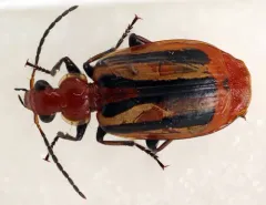 Lebia vittata thumbnail 1
