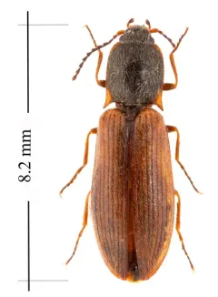 Liotrichus falsificus thumbnail 2