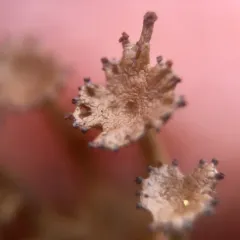 Sieve Lichen thumbnail 2