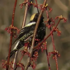 Bobolink thumbnail 2