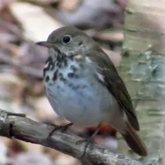Hermit Thrush thumbnail 3