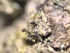 English Puckered Pin thumbnail 1
