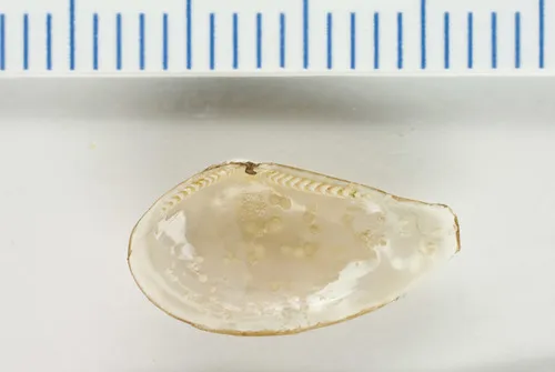 Arctic Nut Clam