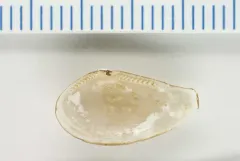 Arctic Nut Clam thumbnail 1