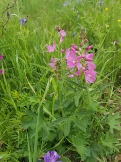 checkerbloom thumbnail 2