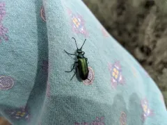 Green Blister Beetle thumbnail 4