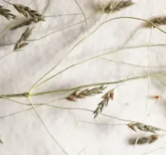 Jersey Love-grass thumbnail 4