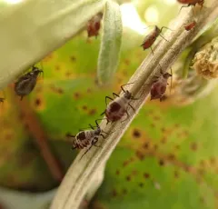 Absinthe aphid thumbnail 2
