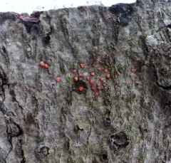 orange hobnail canker thumbnail 3