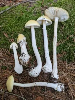 Little Straw-Colored Amanita thumbnail 2