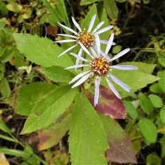 Showy Aster thumbnail 3