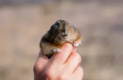 Richardson's Collared Lemming thumbnail 1