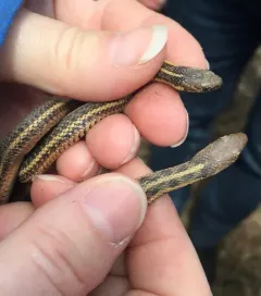 Butler's Garter Snake thumbnail 4