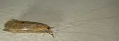 Inconspicuous Long-horned Caddisfly thumbnail 2