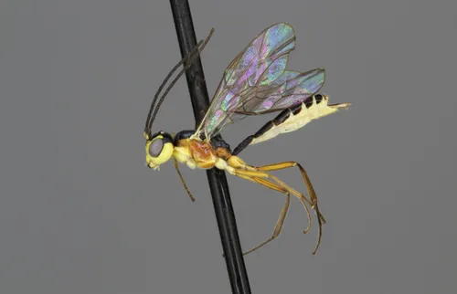 Hercus fontinalis