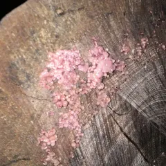 Purple Jellydisc thumbnail 4