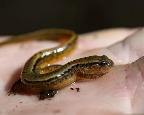 Southern Two-lined Salamander