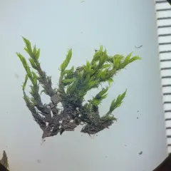 Racomitrium microcarpon thumbnail 4