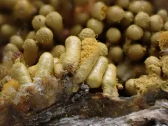 Oligonema favogineum thumbnail 3