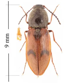 Propelling Click Beetle thumbnail 3