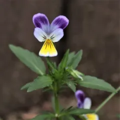Wild Pansy thumbnail 2
