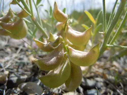 Geyer's milkvetch