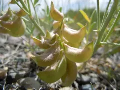 Geyer's milkvetch thumbnail 1